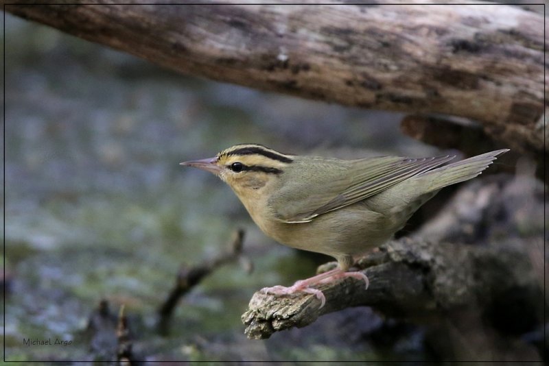 Worm- eating Warbler