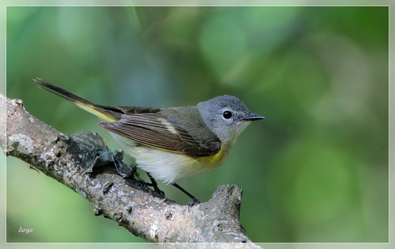 American Redstart
