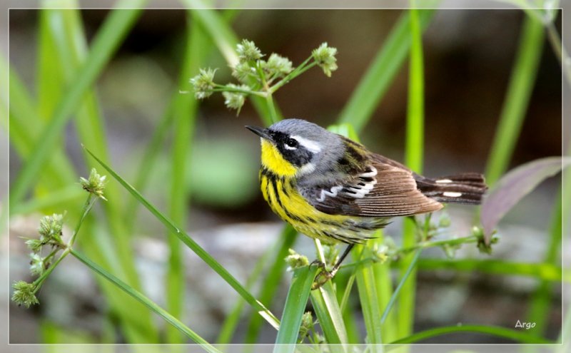 Magnolia Warbler 