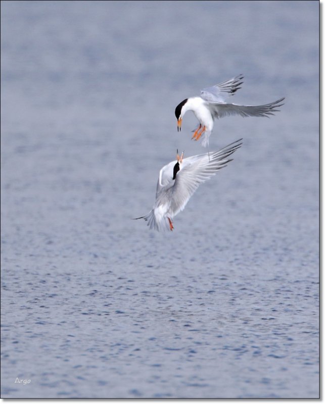 Foresters Terns