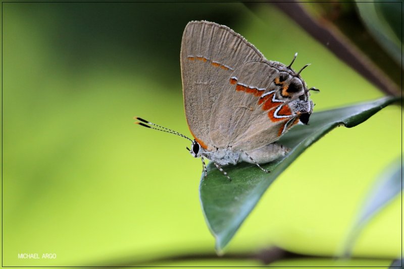 Dusky-blue Groundstreak