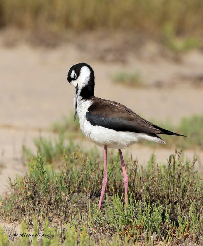 Black-necked Stilt 