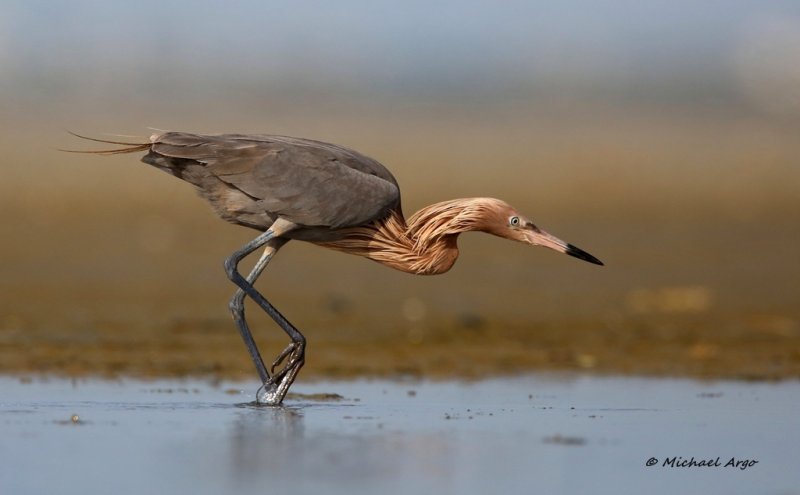 Reddish Egret 