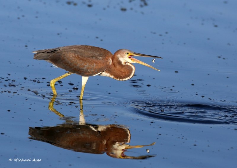 Tri-colored Heron 