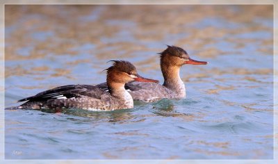 Red-breasted Mergansers 