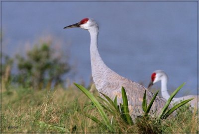 Sandhill Cranes 
