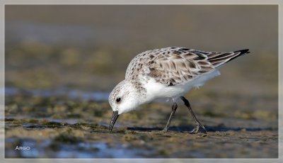 Western Sandpiper