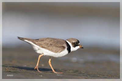 Semipalmated Plover 