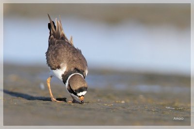 Semipalmated Plover 