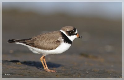 Semipalmated Plover