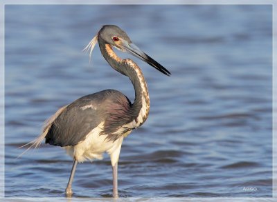 Tri-colored Heron 