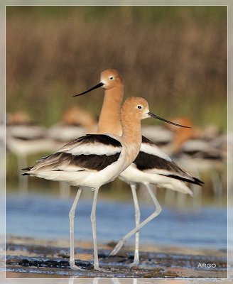 American Avocet 