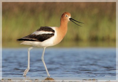 American Avocet 