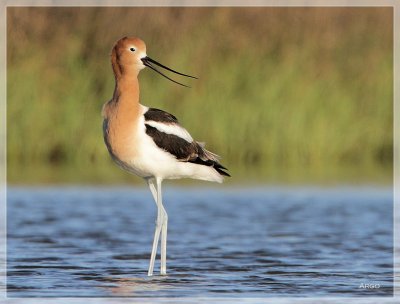 American Avocet 