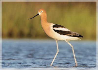 American Avocet 