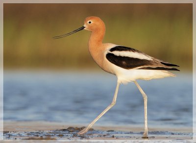 American Avocet 