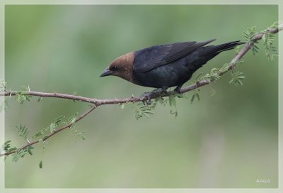 Brown-headed Cowbird 