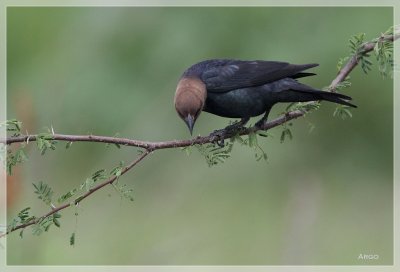 Brown-headed Cowbird