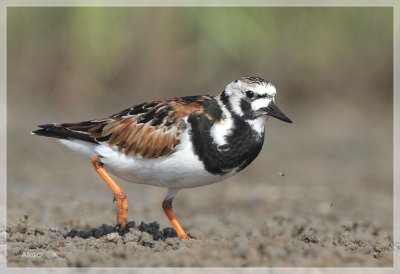 Ruddy Turnstone