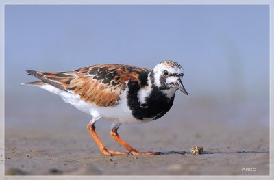 Ruddy Turnstone 