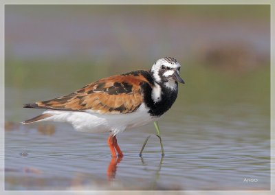 Ruddy Turnstone