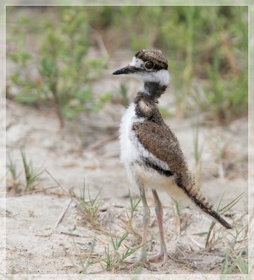 Killdeer Chick