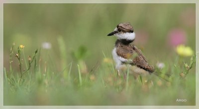 Killdeer Chick