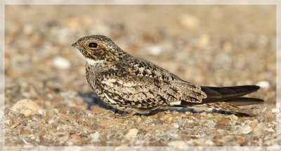 Common Nighthawk