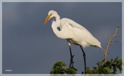Great Egret 
