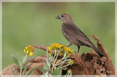 Brown-headed Cowbird 