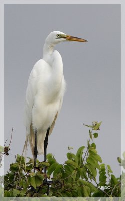 Great Egret