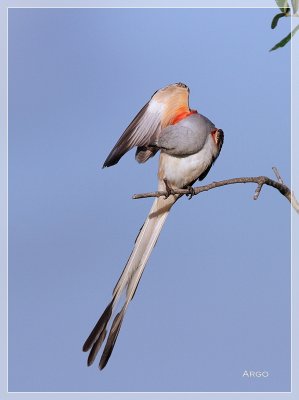 Scissor-tailed Flycatcher 