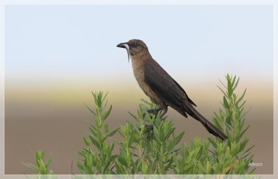 Boat-tailed Grackle 