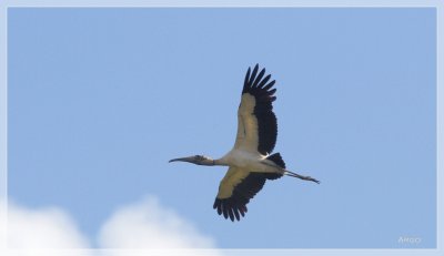 Wood Stork