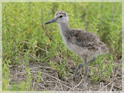 Willet