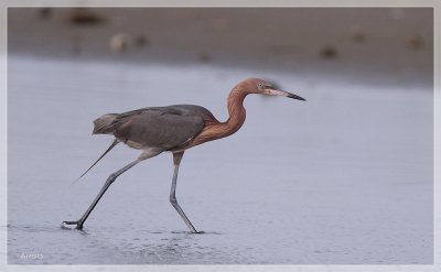 Reddish Egret 