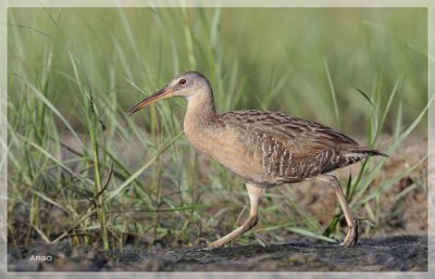 Clapper Rail 