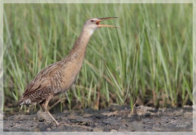 Clapper Rail 