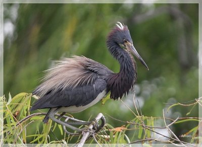 Tri-colored Heron 3.JPG