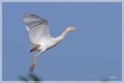 Cattle Egret 