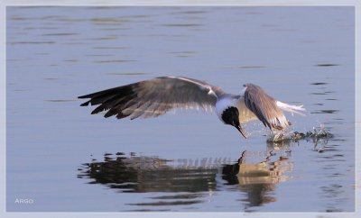 Laughing Gull 