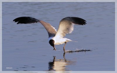 Laughing Gull
