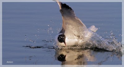 Laughing Gull