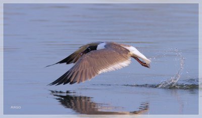 Laughing Gull 