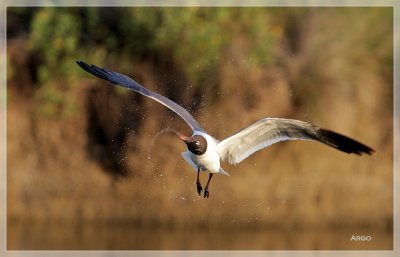 Laughing Gull 