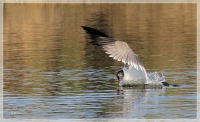 Laughing Gull