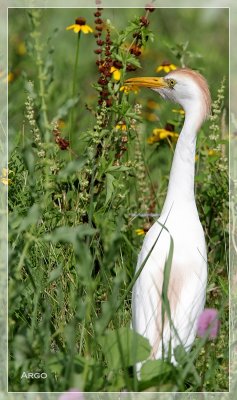 Cattle Egret