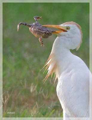 Cattle Egret
