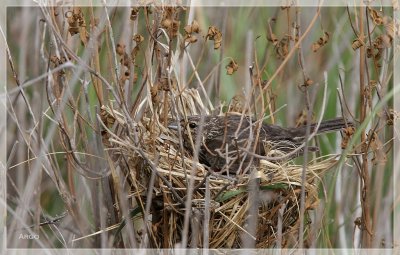 Red-winged Blackbird 