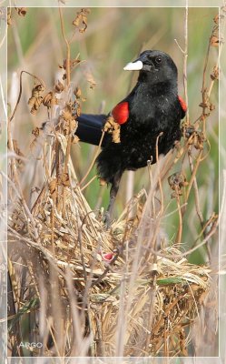 Red-winged Blackbird 